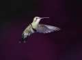 Broad-billed-Hummingbird;Hummingbird;Cynanthus-latirostris;Flying-bird;action;al